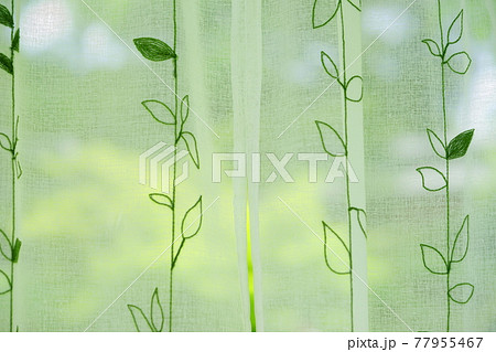 カーテンの向こうの庭の緑13 77955467