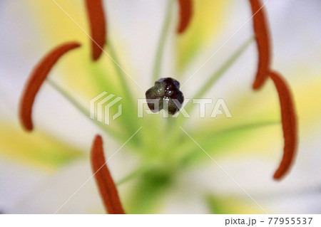 カサブランカ（ユリ科） 77955537