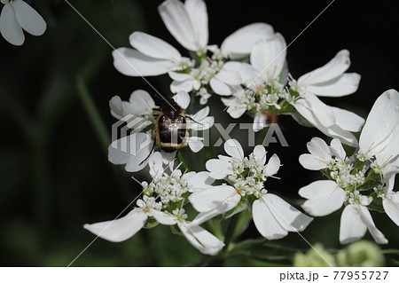 春の花壇に咲くオルレアホワイトレースの白い花に止まるヒメトラハナムグリの写真素材