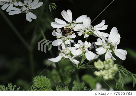 春の花壇に咲くオルレアホワイトレースの白い花に止まるヒメトラハナムグリ 春の花壇に咲くオルレアホワイトレースの白い花に止まるヒメトラハナムグリ 77955732