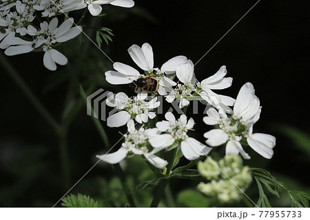 春の花壇に咲くオルレアホワイトレースの白い花に止まるヒメトラハナムグリの写真素材