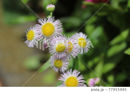 春の野原に咲くハルジオン薄いピンクの花の写真素材