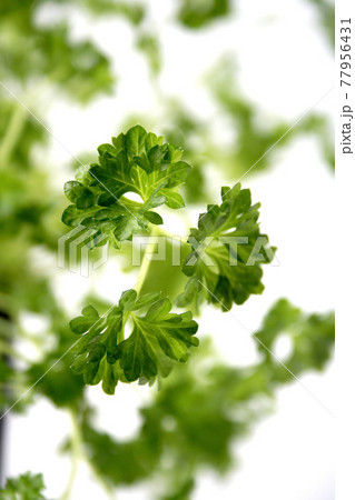 Beautiful still life food stock photography 77956431