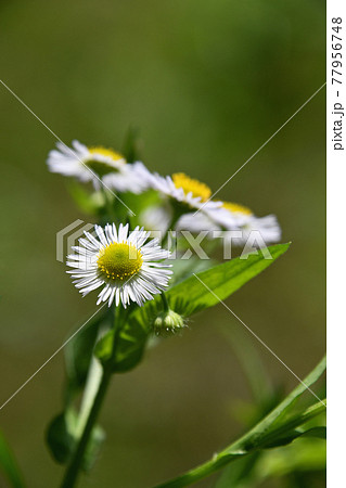 ヒメジョオン(姫女苑) ヒメジョオン(姫女苑) 77956748