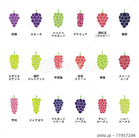 葡萄 多品種のイラストセット 葡萄 多品種のイラストセット 77957206