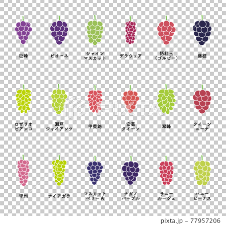 葡萄 多品種のイラストセット 葡萄 多品種のイラストセット 77957206