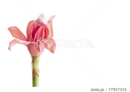 Tropical flower red torch ginger ,isolated on white background with copy space Tropical flower red torch ginger ,isolated on white background with copy space 77957333