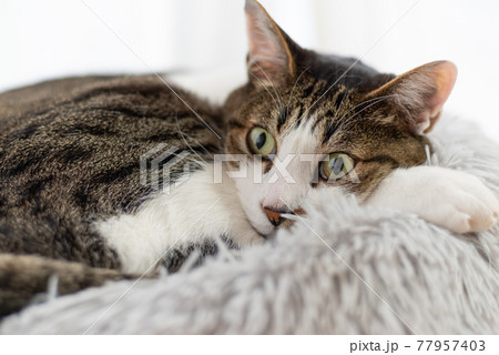 窓辺でくつろぐ猫 キジトラ猫 窓辺でくつろぐ猫 キジトラ猫 77957403