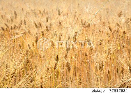 麦畑 77957624