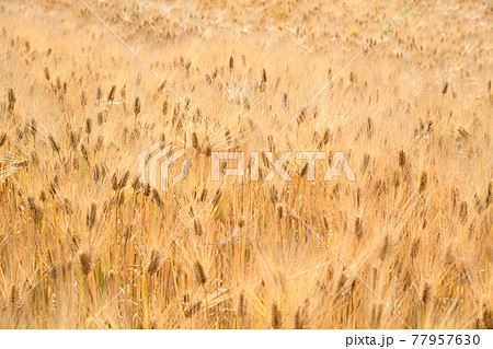 麦畑 77957630