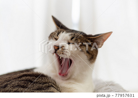 あくびをする猫　キジトラ猫 77957631