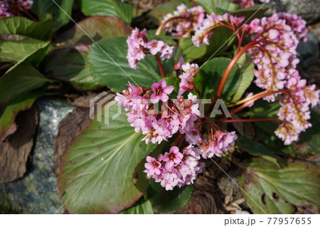 春の花　ヒマラヤユキノシタ 77957655