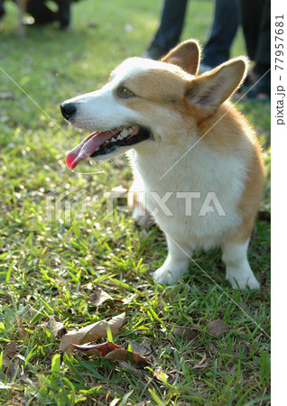 犬 狗 わんこ 77957681