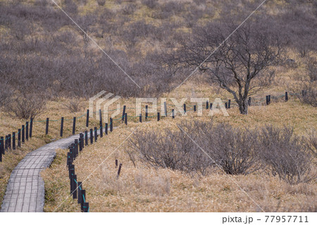 霧ヶ峰・車山を歩く 77957711