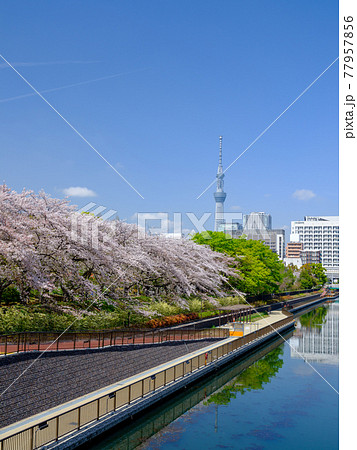 東京・スカイツリーと桜（猿江恩賜公園） 77957856