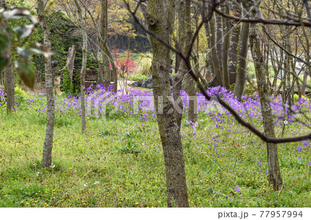 オオアラセイトウ オオアラセイトウ 77957994