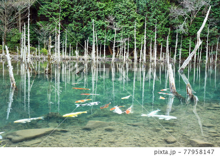 一の俣桜公園・蒼霧鯉池の神秘スポット 77958147