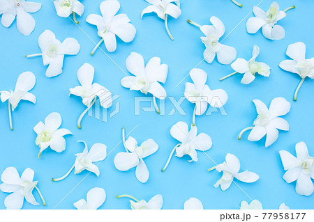 Beautiful white orchid flowers on blue background. Beautiful white orchid flowers on blue background. 77958177