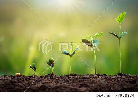 soybean growth in farm with green leaf background. agriculture plant seeding growing step concept soybean growth in farm with green leaf background. agriculture plant seeding growing step concept 77958274