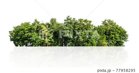 tree line isolate on white background 77958295