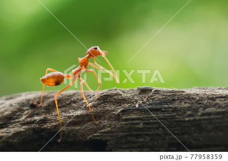 red ant standing on tree in forest 77958359