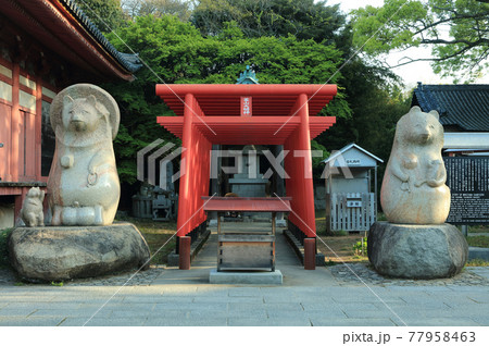 早朝の四国霊場第84番札所屋島寺、本堂横の蓑山大明神(日本三名狸「太三郎狸) 早朝の四国霊場第84番札所屋島寺、本堂横の蓑山大明神(日本三名狸「太三郎狸) 77958463