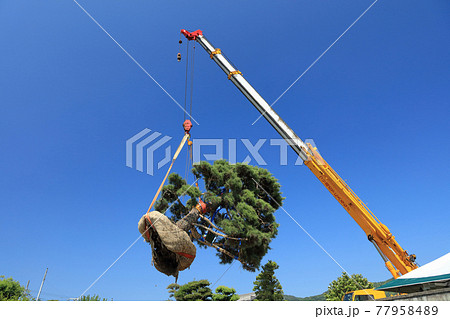 マツの大木の移植 マツの大木の移植 77958489