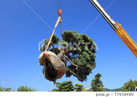 マツの大木の移植 マツの大木の移植 77958490