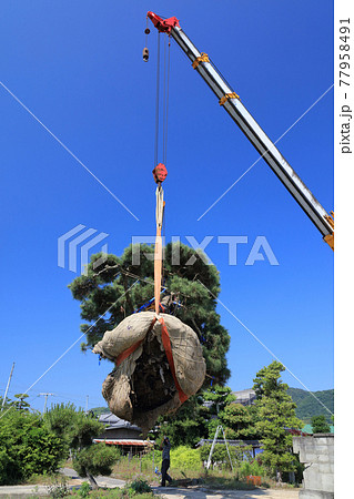 マツの大木の移植 77958491