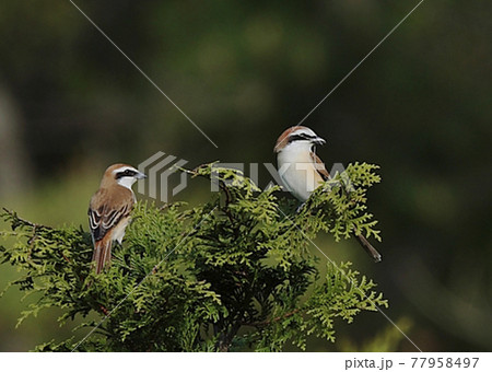 アカモズ_3663 77958497