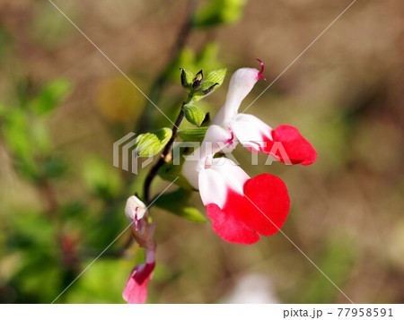 二輪のチェリーセージの花 ホットリップスの花と蕾 の写真素材