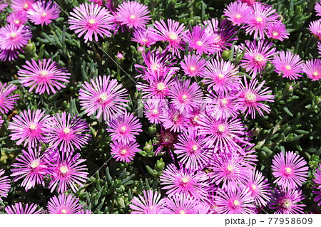 春の庭に咲くマツバギクのピンク色の花の写真素材