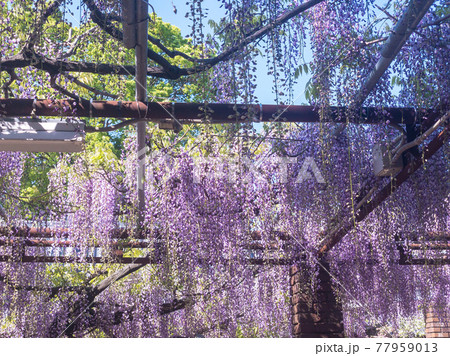 藤の季節の高松・岩田神社 77959013