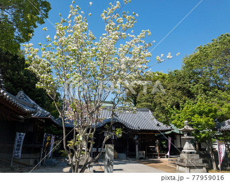 藤の季節の高松・岩田神社 77959016