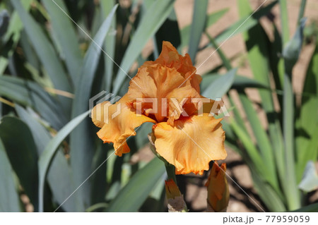 春の公園に咲くジャーマンアイリスの花 77959059