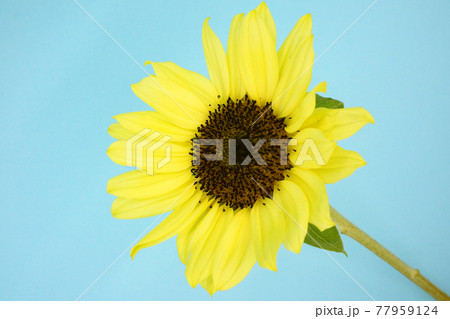 ひまわり 77959124