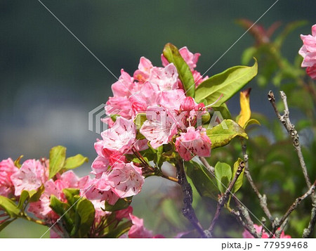 カルミア(アメリカシャクナゲ)の花 カルミア(アメリカシャクナゲ)の花 77959468