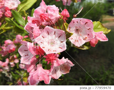 カルミア(アメリカシャクナゲ)の花 カルミア(アメリカシャクナゲ)の花 77959470