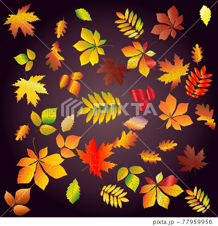 Set leaf fall from bright, colorful autumn leaves on a dark background. 77959956