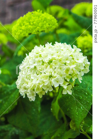 アジサイ 紫陽花 あじさい 白い グリーン 雨 梅雨 きれい 美しい かわいい 鮮やか 群生 6月  77960001