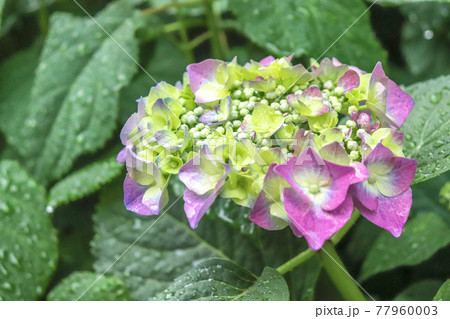 あじさい 紫陽花 アジサイ ピンク グリーン 雨 きれい かわいい 美しい 優美 可憐 花びら の写真素材