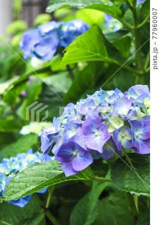 アジサイ 紫陽花 あじさい 紫 ブルー 雨 梅雨 パープル 鮮やか かわいい きれい 初夏 日本 美 77960007