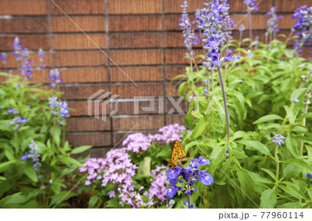 黄色の蛾が吸蜜している花壇風景 77960114