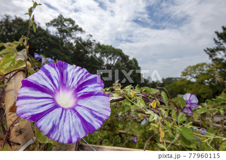 朝顔咲く晩夏風景 77960115