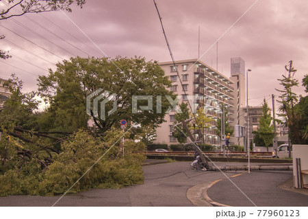 2019年9月3日台風災害写真-倒木に引かれて電柱倒壊 77960123