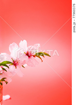 Blooming almond branch on a red background. The symbol of the Chinese New Year, the beginning of Blooming almond branch on a red background. The symbol of the Chinese New Year, the beginning of 77960376