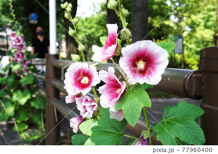 タチアオイ タチアオイ 77960400