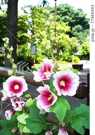 タチアオイ 77960403