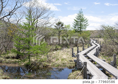 栃木県那須の沼ッ原湿原と木道 栃木県那須の沼ッ原湿原と木道 77960586