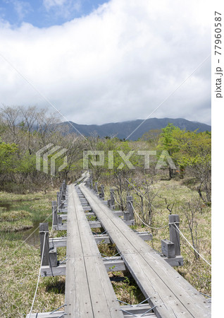 栃木県那須の沼ッ原湿原と木道 栃木県那須の沼ッ原湿原と木道 77960587